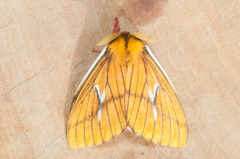 Cerodirphia nadiana