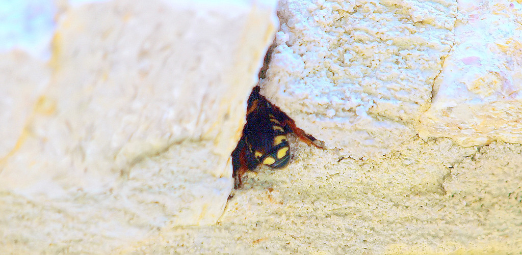 Dianthidium from Daughter's Crowley Texas land on July 28, 2021 at 10: ...