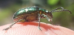 Metopoceris
