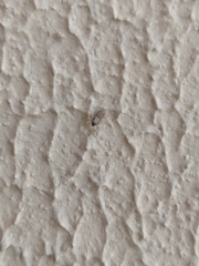 Menemerus bivittatus