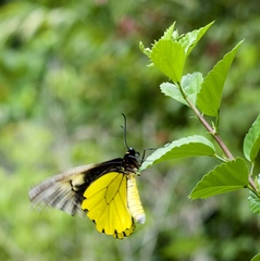 Troides amphrysus