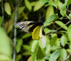 Troides amphrysus