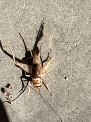 Gryllodes sigillatus