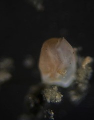 Quinqueloculina