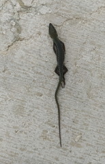 Podarcis muralis