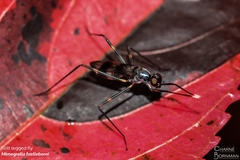Hybobata fuelleborni