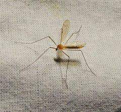 Limonia phragmitidis