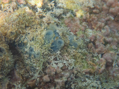 Porifera