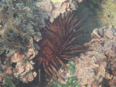 Echinometra lucunter