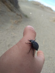 Coleoptera