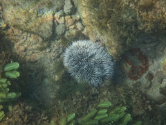 Tripneustes ventricosus