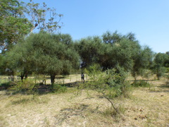 Prosopis kuntzei