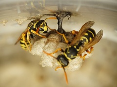 Polistes dominula