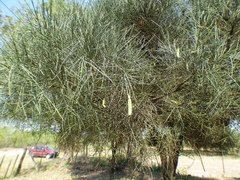 Prosopis kuntzei
