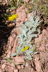 Hieracium bombycinum