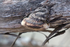 Phellinus arctostaphyli