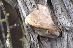 Phellinus arctostaphyli