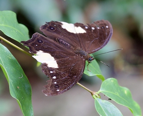 Malayan Owl