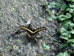 Heraclides thoas