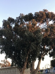 Eucalyptus leucoxylon