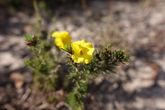 Hibbertia prostrata