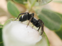 Aphantaulax trifasciata