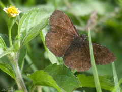 Bolla catharina