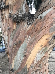 Eucalyptus leucoxylon