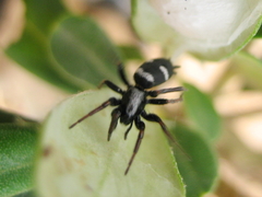 Aphantaulax trifasciata