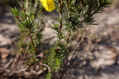 Hibbertia prostrata