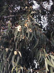 Eucalyptus leucoxylon