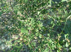 Cotoneaster suavis