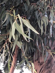 Eucalyptus leucoxylon