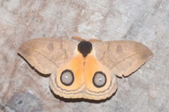 Automeris abdominalis