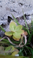 Hylotelephium spectabile