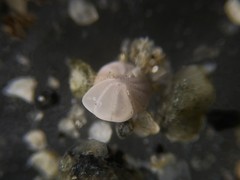 Elphidiella groenlandica