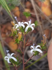Wahlenbergia rubens