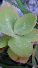 Hylotelephium spectabile