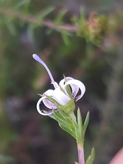 Wahlenbergia rubens