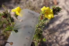 Hibbertia prostrata