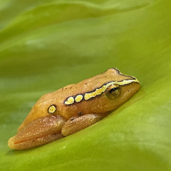 Hyperolius substriatus