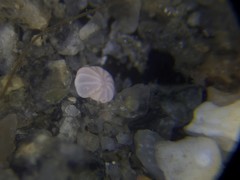 Elphidiella groenlandica