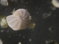 Elphidiella groenlandica