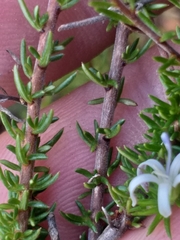 Wahlenbergia rubens