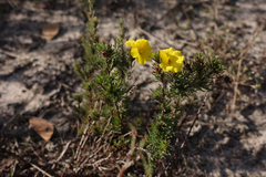 Hibbertia prostrata