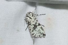 Lichnoptera moesta