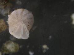 Elphidiella groenlandica