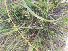 Wahlenbergia rubens