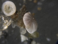 Elphidiella groenlandica