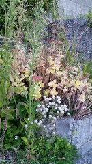 Hylotelephium spectabile